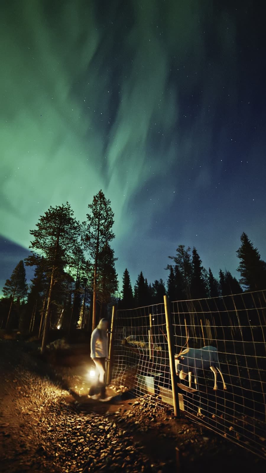 Northern lights over a forest in Lapland