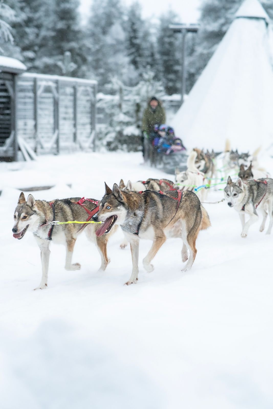 Husky safari with a dog sled team in Lapland