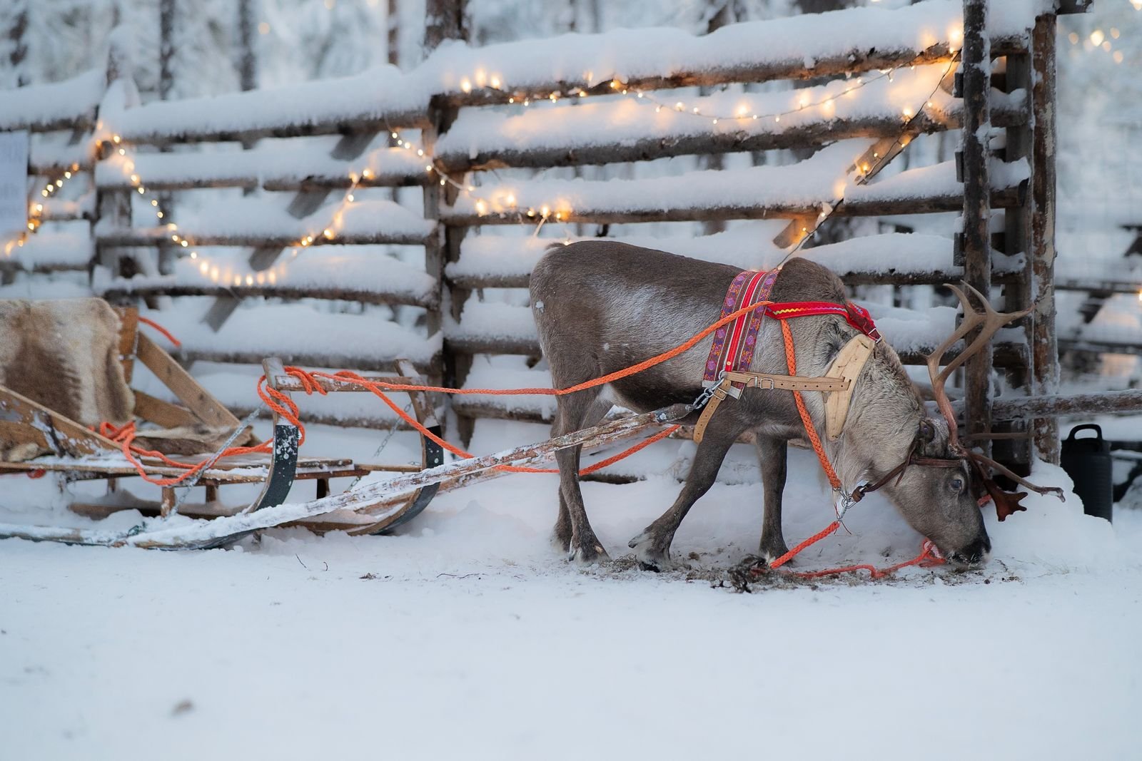 Reindeer sleigh for a proposal in Lapland